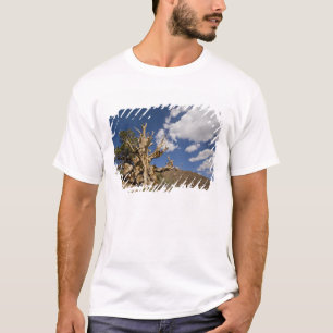 Camiseta Pinheiro Bristlecone na Floresta Antiga Bristlecon