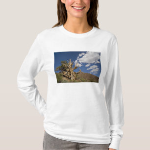 Camiseta Pinheiro Bristlecone na Floresta Antiga Bristlecon