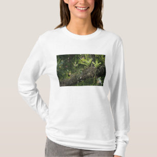 Camiseta Pinho Rosa, Bletia purpurea, florescendo em Manga