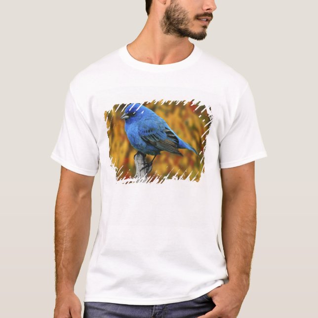 Camiseta Pintassilgo-azul-macho, Passerina cyanea (Frente)