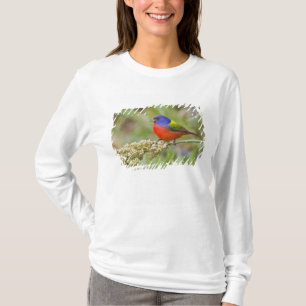 Camiseta Pintassilgo (Passerina ciris) macho se alimentando