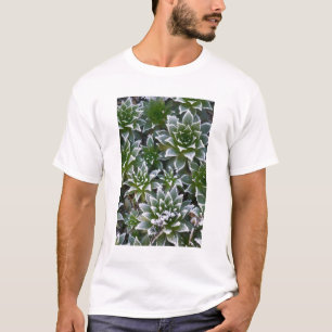 Camiseta Pintinhos e tênis suculentos com geada no início