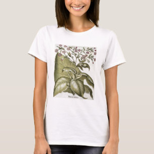 Camiseta Planta de tabaco, do "Hortus Eystettensis" por B