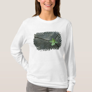 Camiseta Planta que cresce em Boulder rachado