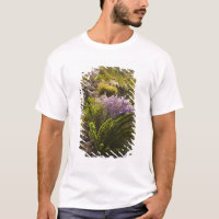 plantas do deserto de Chihuahuan em flor
