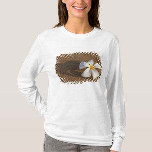 Camiseta Plumeria em praia arenosa, Maui, Havaí, EUA