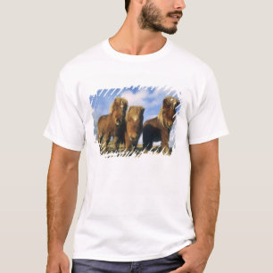 Camiseta Pônei Shetland, ilhas Shetland continental,