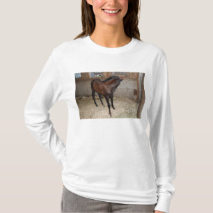 Camiseta Pôneo/Cavalo