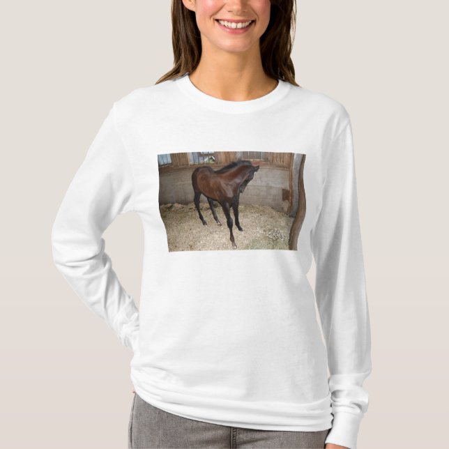 Camiseta Pôneo/Cavalo (Frente)