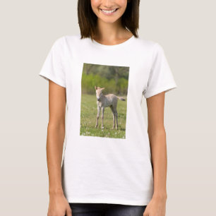 Camiseta Potro do cavalo de Przewalski, Hungria