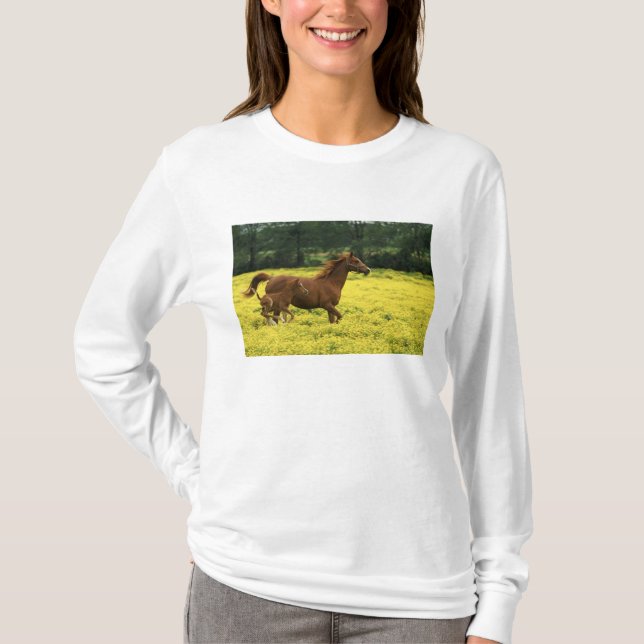 Camiseta Potro e égua árabes correndo através (Frente)
