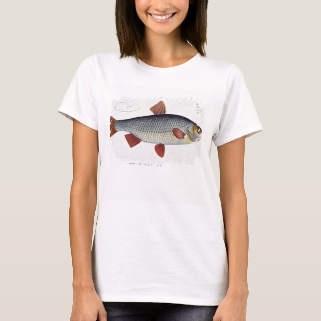 Camiseta Prata de barata (Cyprinus Rutilis) II da Iquitolog (Frente)
