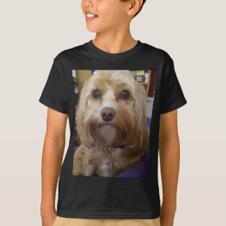 Camiseta Produtos de Cavapoo ou de Cavadoodle