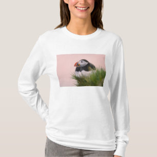 Camiseta Puffin Atlântico (Fratercula arctica)