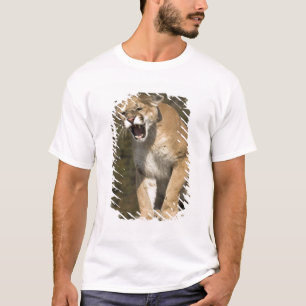 Camiseta Puma ou leão-da-montanha, puma concolor, Cativo -