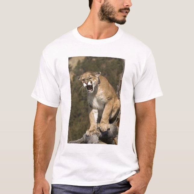 Camiseta Puma ou leão de montanha, puma concolor, Captive - (Frente)