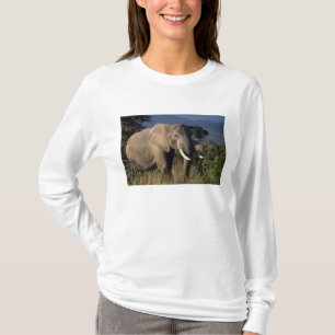 Camiseta Quênia: Amboseli, elefante africano macho