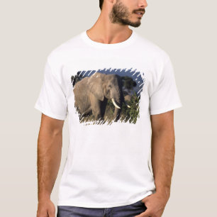 Camiseta Quênia: Amboseli, elefante africano macho