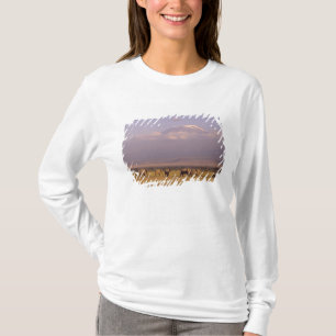 Camiseta Quênia: Parque Nacional de Amboseli, Elefantes