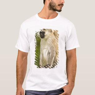 Camiseta Quênia, Parque Nacional do Lago Nakuru. Vervet