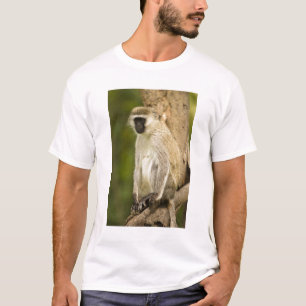 Camiseta Quênia, Parque Nacional do Lago Nakuru. Vervet