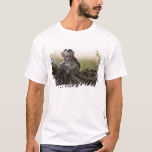 Camiseta Quênia, Reserva de Caça Samburu. Macaco Vervet