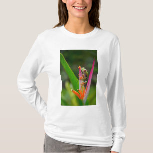 Camiseta Rã-arbórea-de-olho-vermelho, Costa Rica