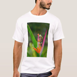 Camiseta Rã-arbórea-de-olho-vermelho, Costa Rica