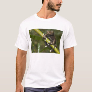 Camiseta Rã-árvore Cativa Tapichalaca Hyloscirtus 2