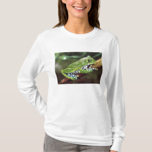 Camiseta Rã-Árvore de Olho Grande, Leptopelis vermiculatus,