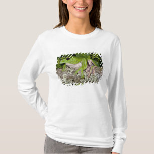 Camiseta Rã Gigante Glissante, Polypedates dennysi ssp,