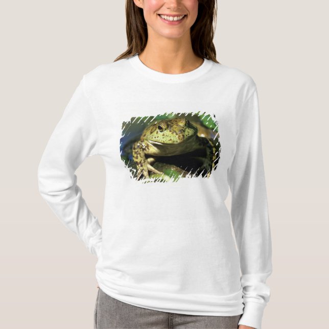 Camiseta Rã-touro. (Frente)