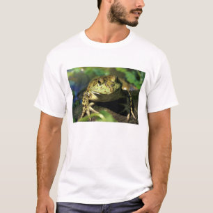 Camiseta Rã-touro.