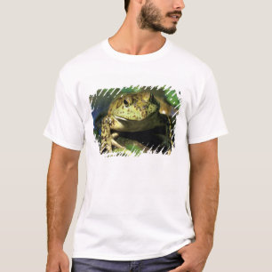 Camiseta Rã-touro.