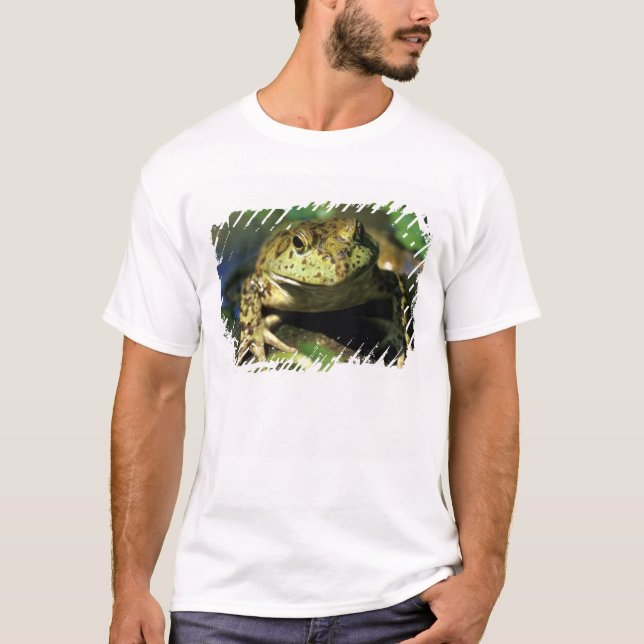 Camiseta Rã-touro. (Frente)