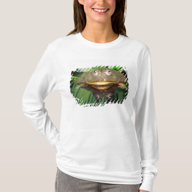 Camiseta Rã-Touro-Africana, Pyxicephalus 2 (Frente)