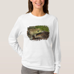 Camiseta Rã-touro, Rana catesbeiana
