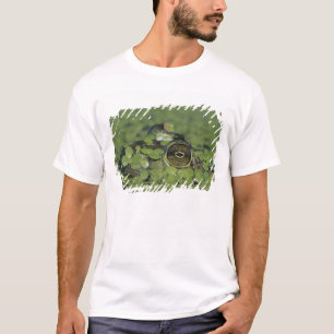 Camiseta Rã-touro, Rana catesbeiana, adulta em lentilha-d'á