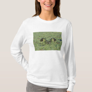 Camiseta Rã-touro, Rana catesbeiana, adulta em lentilha-d'á