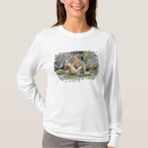 Camiseta Raposa Cinzenta Sul-Americana (Lycalopex griseus) 