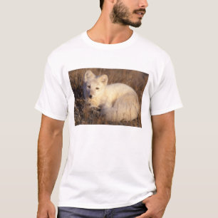Camiseta raposa-do-ártico, Alopex lagopus