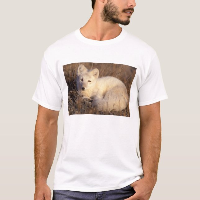 Camiseta raposa-do-ártico, Alopex lagopus (Frente)