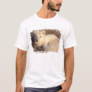 Camiseta raposa-do-ártico, Alopex lagopus