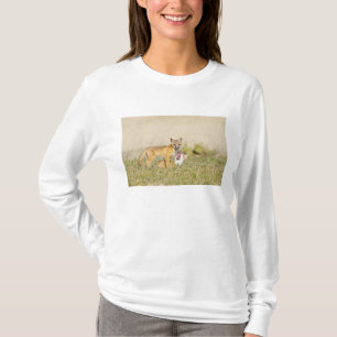 Camiseta Raposa Roxosa (Vulpes macrotis) jovem em den burro