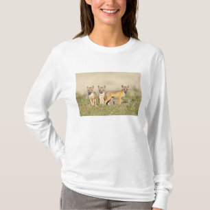 Camiseta Raposa Veloz (Vulpes macrotis) jovem na toca da to