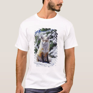 Camiseta Raposa Vermelha sentada no banco de neve, Vulpes,