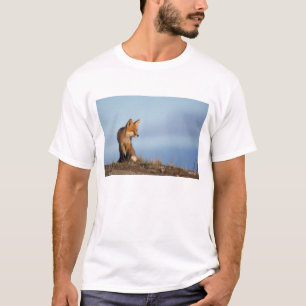 Camiseta raposa vermelha, vulpes do Vulpes, nas 1002 áreas