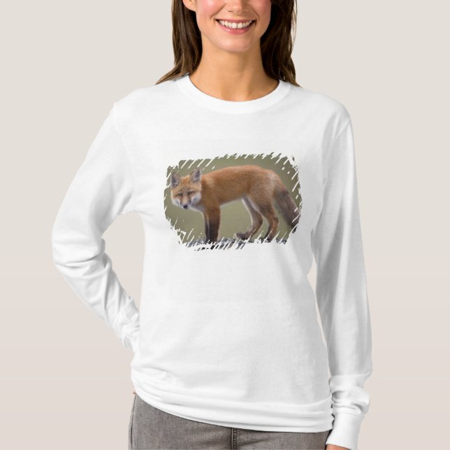 Camiseta raposa-vermelha, Vulpes vulpes, ao longo do centro (Frente)