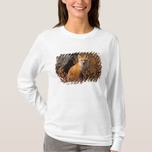 Camiseta raposa-vermelha, Vulpes vulpes, em cores de outono