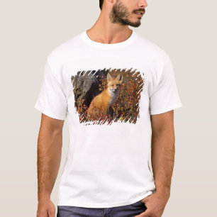 Camiseta raposa vermelha, Vulpes vulpes, em cores de outono